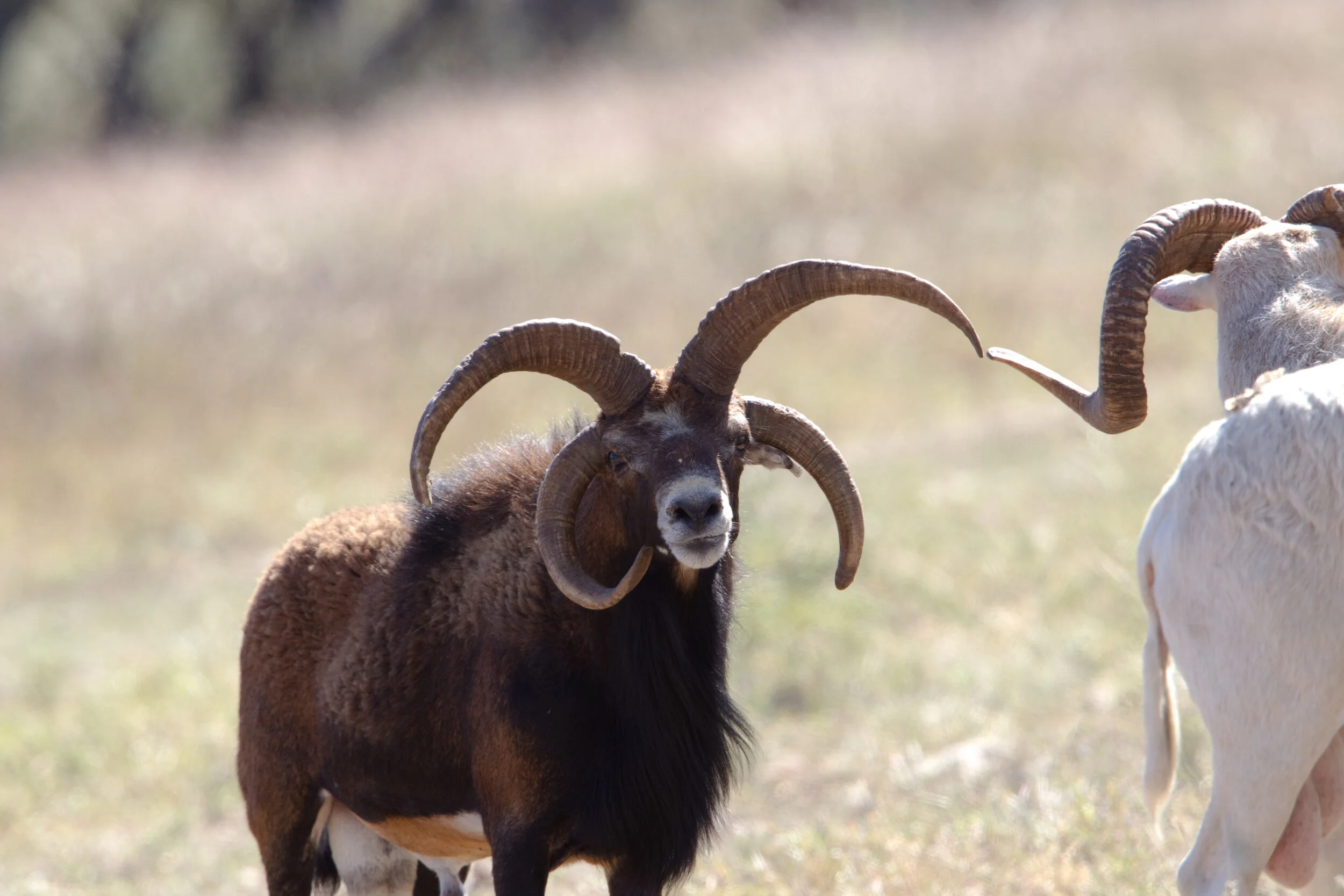 特撮 Sheep Sheep — REDBIRD RANCH